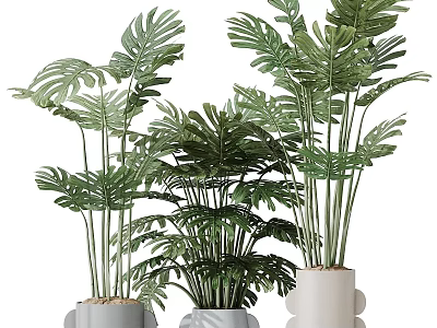 Tall And Short Monstera Potted Plants In White Ceramic Pots For Indoor Home Decor 3d model