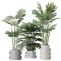 Tall And Short Monstera Potted Plants In White Ceramic Pots For Indoor Home Decor