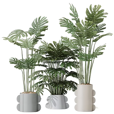 Tall And Short Monstera Potted Plants In White Ceramic Pots For Indoor Home Decor 3d model