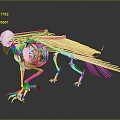 Modern Skeleton Gryphon Skeleton Gryphon Eagle Strange Bird Skeleton 3d model