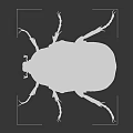 Shiny Green Beetle With Metallic Carapace And Long Legs On Gray Background