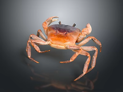 Orange Brown Crab With Claws And Legs On Dark Reflective Background 3d model