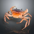 Orange Brown Crab With Claws And Legs On Dark Reflective Background