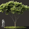 Lush Shrub With White And Green Foliage Brown Trunk Green Grass And Two People Figures