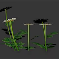 Beautiful Blooming White Daisies with Lush Green Leaves on Black Background