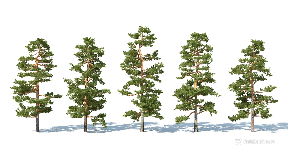 Row Of Pine Trees With Lush Green Foliage Straight Trunks And Shadows Against White Background 3d model 