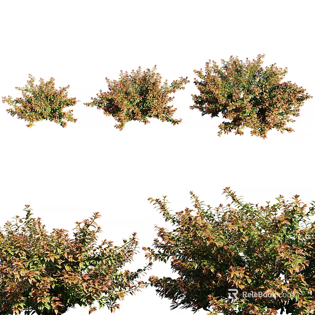 Ornamental Garden Shrubs With Green And Red Foliage In Various Growth Forms 3d model 