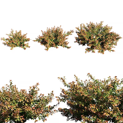 Ornamental Garden Shrubs With Green And Red Foliage In Various Growth Forms 3d model