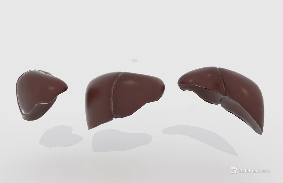 Three Dimensional Liver Models Showing Abdominal Organ Anatomical Structure 3d model 