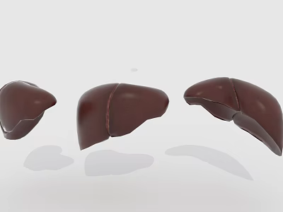 Three Dimensional Liver Models Showing Abdominal Organ Anatomical Structure 3d model