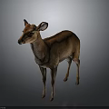 Brown Deer Standing Gracefully on Isolated Gray Background with Realistic Details