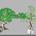 Artistic Pine Bonsai Trees with Lush Foliage Thick Trunk and Metal Frame Square Planter