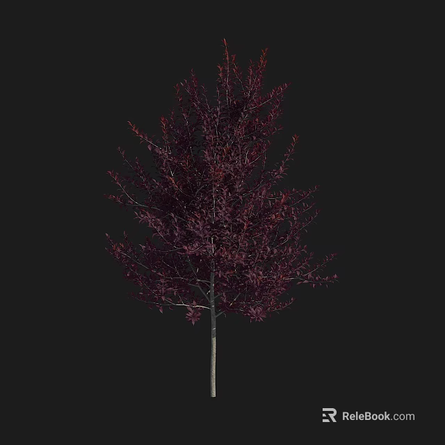Red Leaf Arbor With Slender Trunk And Dense Crown Isolated On Black Background 3d model
