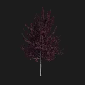 Red Leaf Arbor With Slender Trunk And Dense Crown Isolated On Black Background 3d model