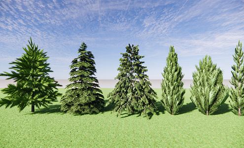 Modern Pine Cedar Whiteskin Pine Cedar Evergreen Landscape Tree Arbor 3d model