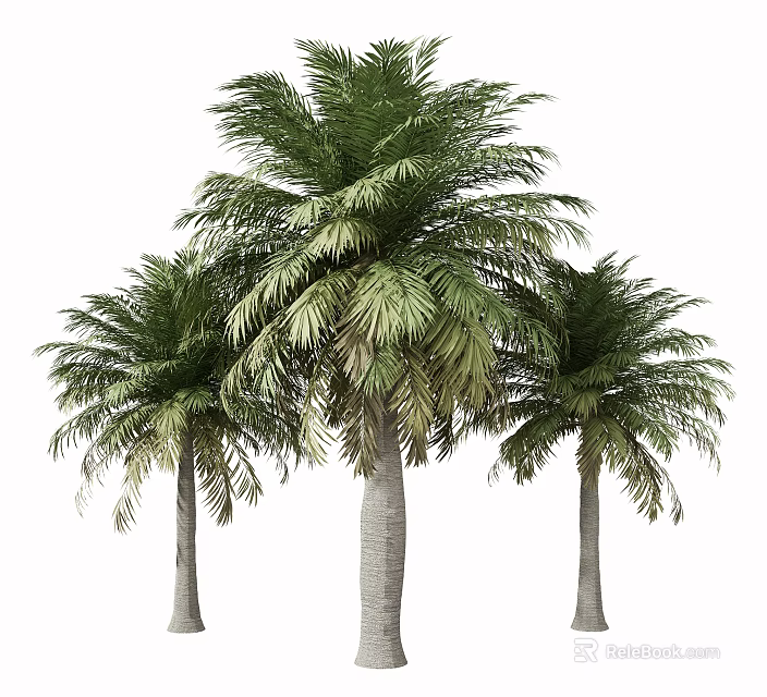 Tall Palm Trees With Green Fronds And Straight Trunks For Garden Landscape 3d model 