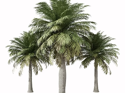 Tall Palm Trees With Green Fronds And Straight Trunks For Garden Landscape 3d model