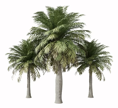 Tall Palm Trees With Green Fronds And Straight Trunks For Garden Landscape 3d model