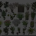 Variety of Potted Indoor Plants With Different Sizes Colors and Leaf Types