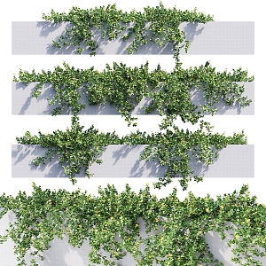 Modern vine hanging plant 3d model