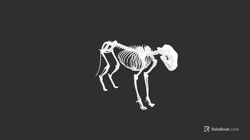 Detailed Animal Skeleton Structure With Standing Pose And White Bones Against Black Background 3d model 