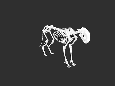 Detailed Animal Skeleton Structure With Standing Pose And White Bones Against Black Background 3d model
