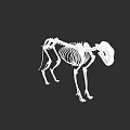 Detailed Animal Skeleton Structure With Standing Pose And White Bones Against Black Background