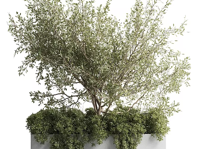 Lush Green Bonsai Potted Plant With Dense Foliage And Natural Ground Cover 3d model