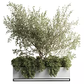 Lush Green Bonsai Potted Plant With Dense Foliage And Natural Ground Cover