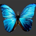Vibrant Blue Butterfly With Shiny Iridescent Wings On Grey Background And Reflection