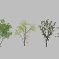 Various Trees With Green Foliage And Different Heights On White Background 3d model