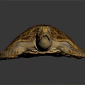 Sea Turtle with Brown Orange Patterned Shell Resting on Dark Background