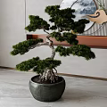 Bonsai Pine Tree in Dark Ceramic Pot with Exposed Roots and Chinese Style Indoor Decoration
