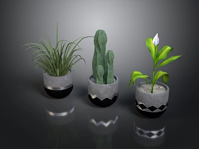 Stylish Indoor Houseplants in Decorative Ceramic Pots with Geometric Patterns and Reflections on Dark Background 3d model