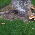 Clusters of Wild Mushrooms Growing Around Tree Roots on Green Grass
