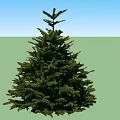 Two Healthy Evergreen Trees With Lush Green Foliage And Conical Shape