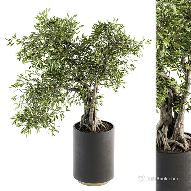 Lush Green Bonsai Plant With Exposed Roots In Black Cylindrical Pot 3d model 
