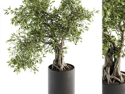 Lush Green Bonsai Plant With Exposed Roots In Black Cylindrical Pot 3d model