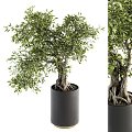 Lush Green Bonsai Plant With Exposed Roots In Black Cylindrical Pot