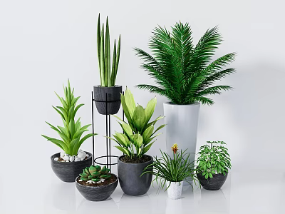 Bonsai Potted Plants Indoor Decor With Various Green Plants Different Pots on Stands Floors 3d model