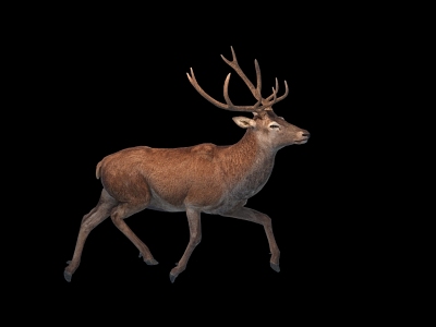 Deer Belt Action model