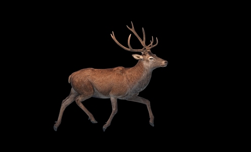 Deer Belt Action 3d model