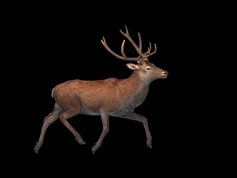 Deer Belt Action 3d model