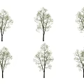 red alder 3d model