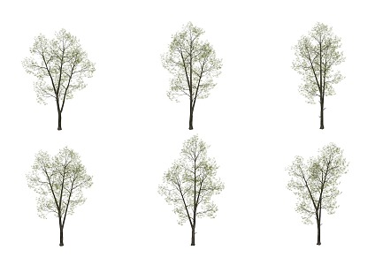 red alder 3d model