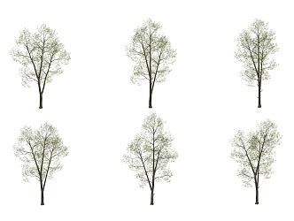 red alder 3d model