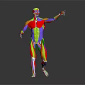 Colorful 3D Human Limb Muscle Anatomy Model Displaying Muscular Tissues And Anatomical Structures