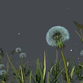 Large Blue Dandelion With Smaller Dandelions And Green Grass In Gray Sky With Stars
