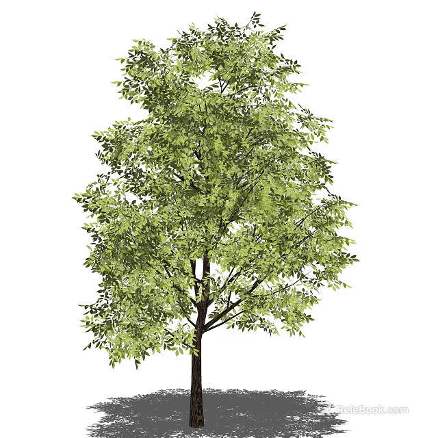 Tall Arbor With Lush Green Foliage And Strong Trunk In Natural Environment 3d model 