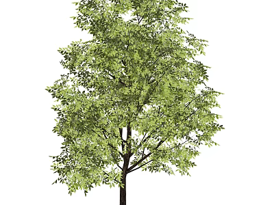 Tall Arbor With Lush Green Foliage And Strong Trunk In Natural Environment 3d model